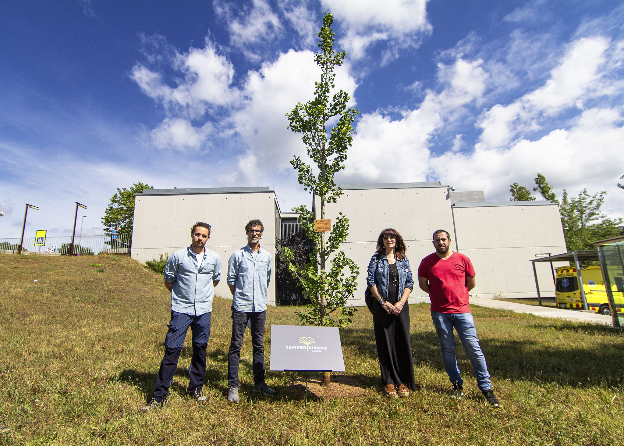 L'arbre mil·lenari a l'Hospital de Mataró