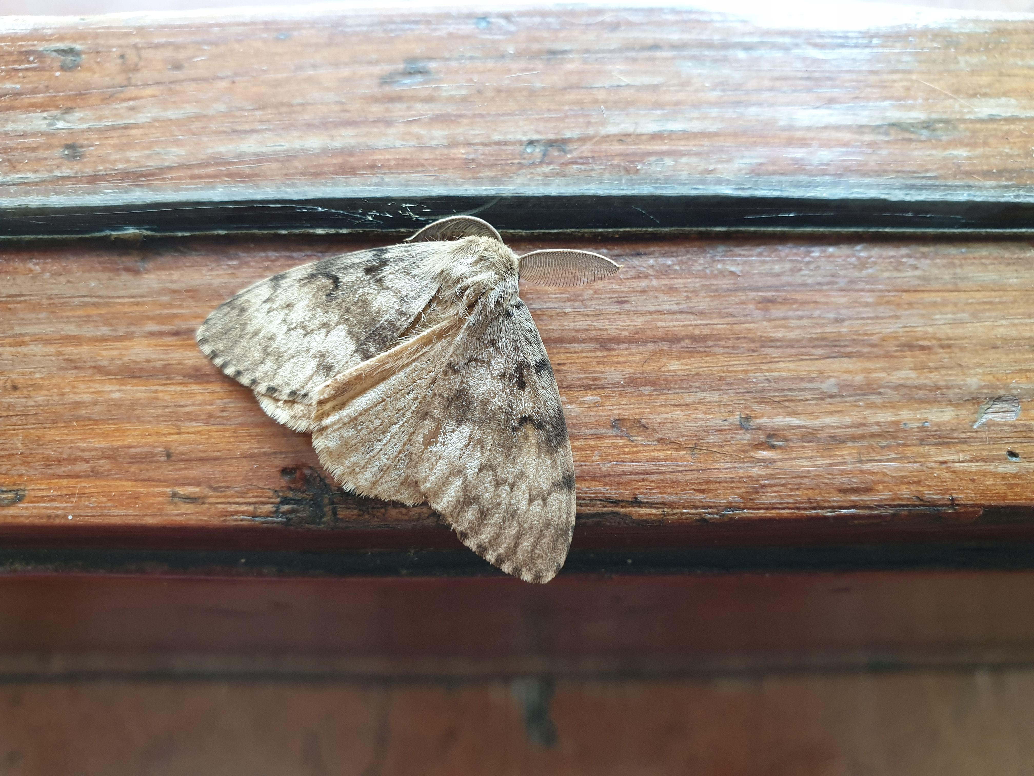 Las mariposas del corcho han vuelto a hacer acto de presencia
