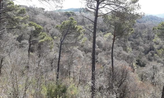 Exemple de bosc afectat per l'eruga peluda