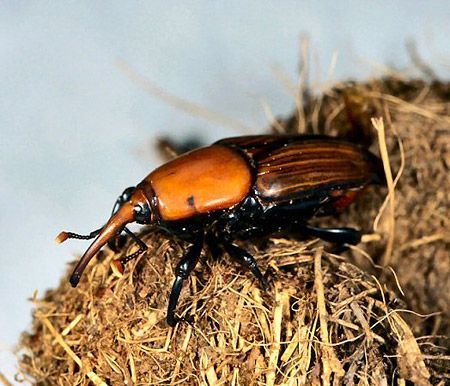 Un ejemplar de escarabajo morrut