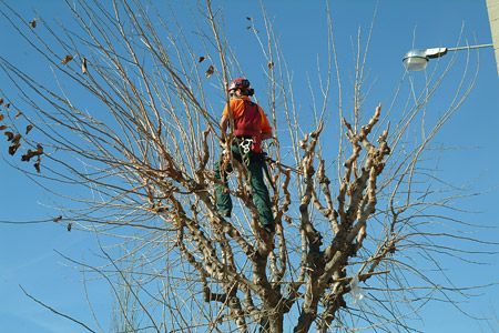 Un operario trabajando arriba de un árbol Un operario trabajando arriba de un árbol