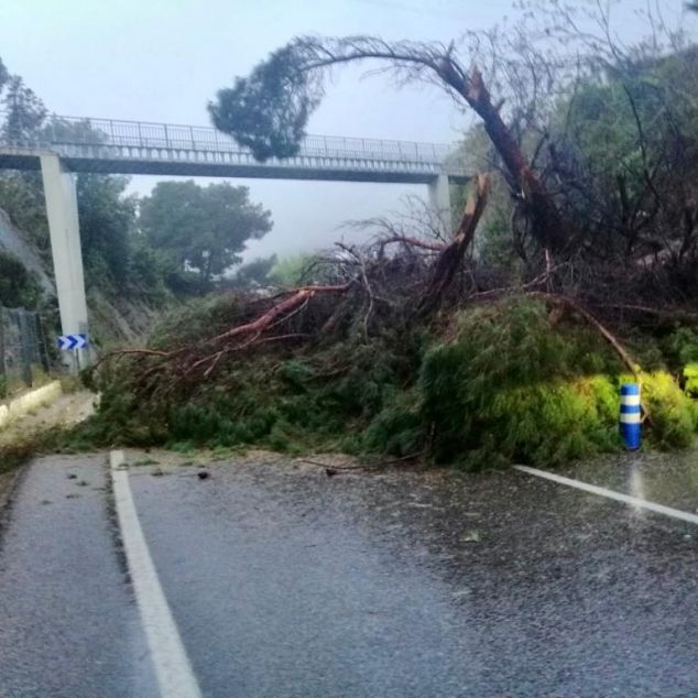Un arbre caigut a l'N-II, a l'alçada de Sant Pol de Mar Un arbre caigut a l'N-II, a l'alçada de Sant Pol de Mar