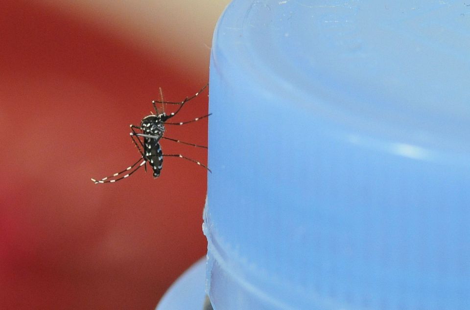 El mosquit tigre, un clàssic dels mesos càlids a Mataró El mosquit tigre, un clàssic dels mesos càlids a Mataró
