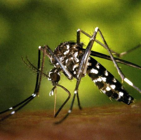 El mosquit tigre El mosquit tigre
