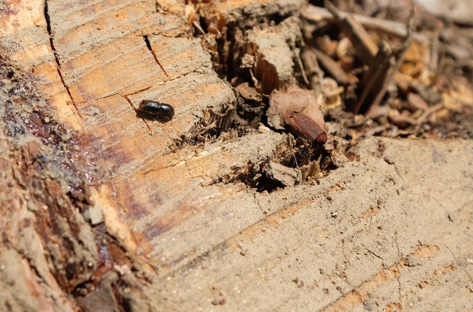 L'escarbat Tomicus, en el tronc d'un arbre del Maresme mort pels efectes d'aquesta espècie. Fotos. R. Gallofré L'escarbat Tomicus, en el tronc d'un arbre del Maresme mort pels efectes d'aquesta espècie. Fotos. R. Gallofré