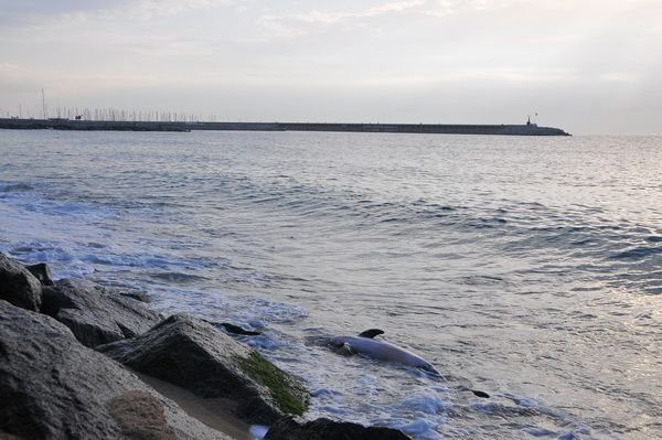 Imatge del dofí a la platja de Ponent Imatge del dofí a la platja de Ponent
