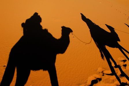 L'ombra dels camells a les dunes protagonitza una de les fotografies