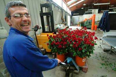 Un trabajador del cultivo de Floriach transporta las rosas. Un trabajador del cultivo de Floriach transporta las rosas.